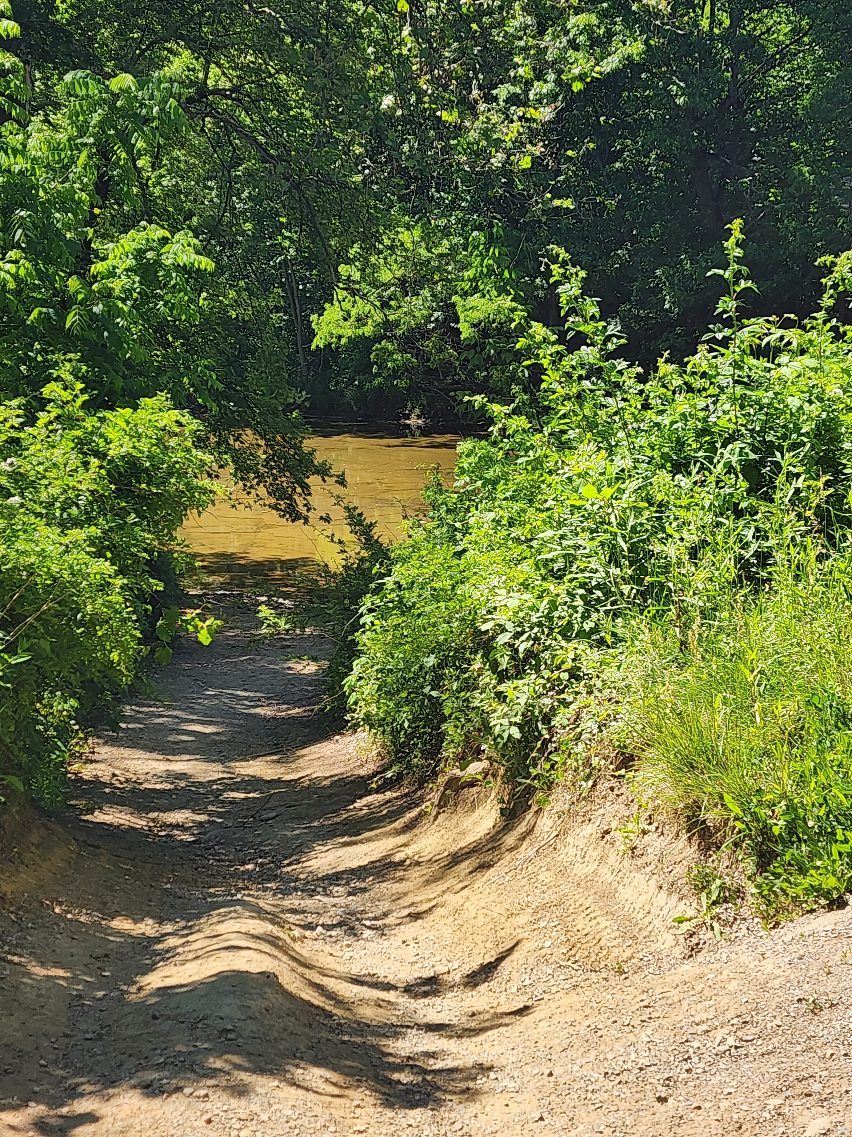 Autumn forest and creek landscape